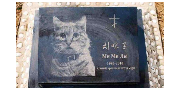 遺愛寵物在哪里 上海寵淘寵物供應