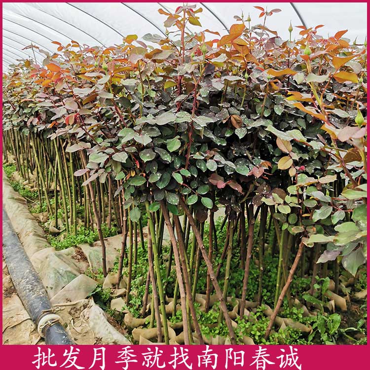 棒棒糖月季樹(shù)-春誠(chéng)月季3到10公分-棒棒糖月季樹(shù)批發(fā)