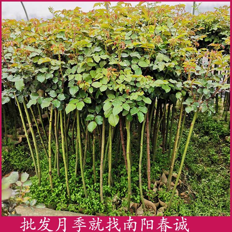 造型棒棒糖月季樹(shù)批發(fā)-南陽(yáng)春誠(chéng)月季基地直銷(xiāo)-造型棒棒糖月季樹(shù)