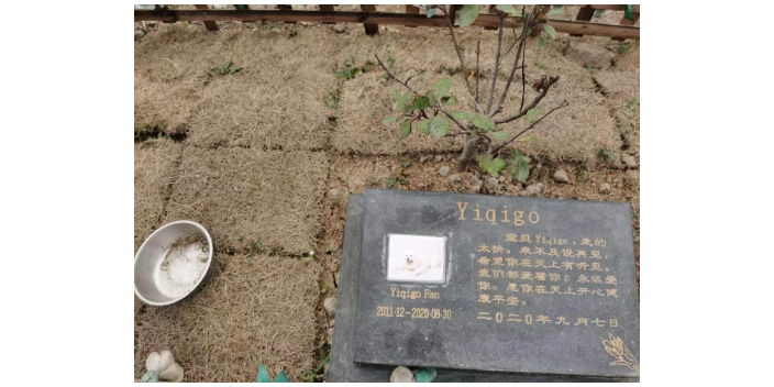 南京寵物公司 上海寵淘寵物供應