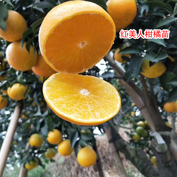 紅美人樹苗-揚(yáng)名苗木品種豐富-新品種紅美人樹苗