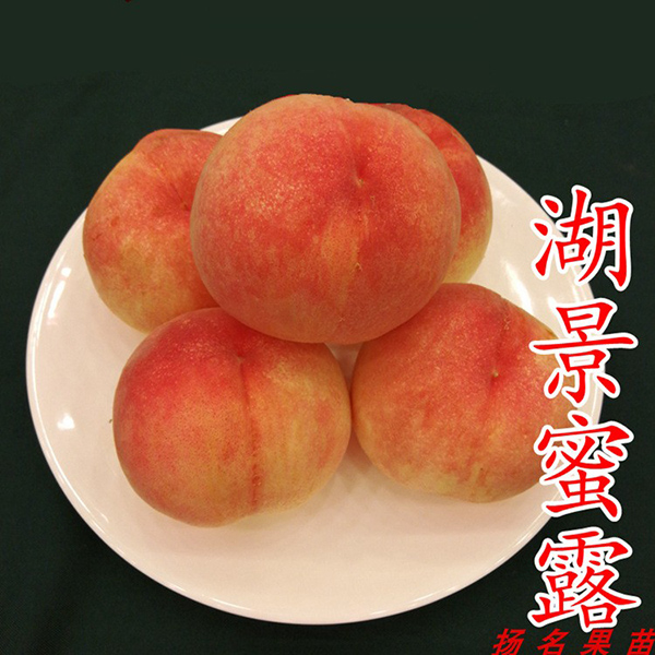 江西黃桃樹苗-揚名苗木好苗-哪里有黃桃樹苗出售