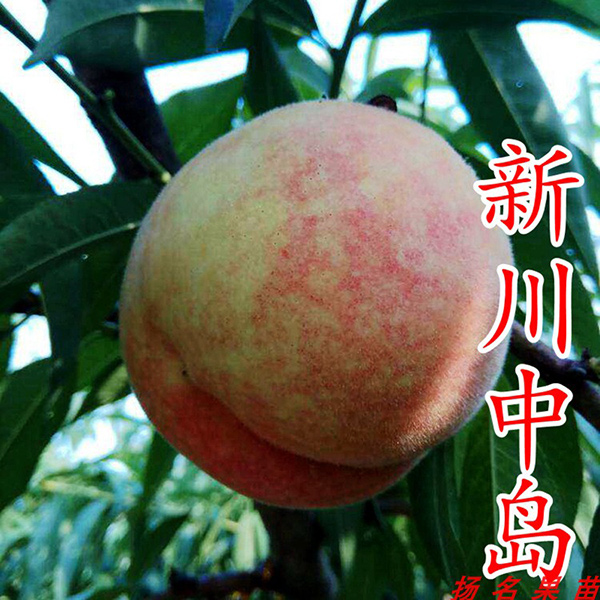 晚熟黃桃樹苗-黃桃樹苗-揚名苗木育種基地