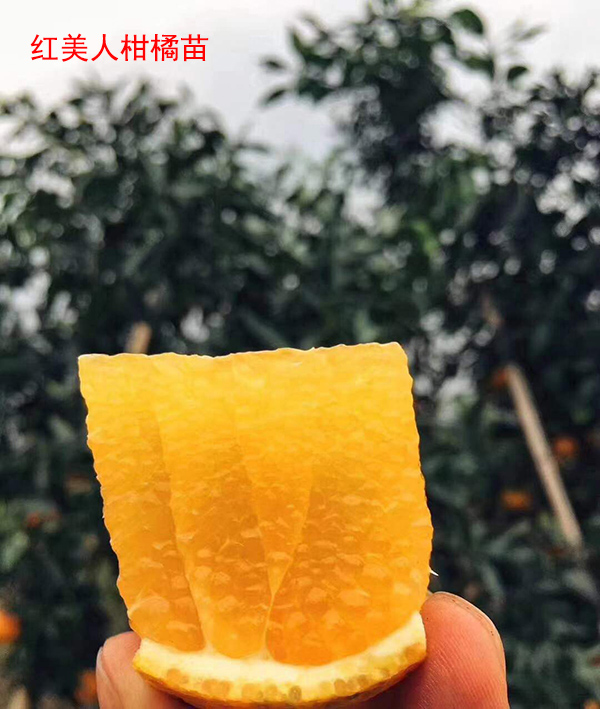 哪里有紅美人樹苗-揚名苗木-福建紅美人樹苗