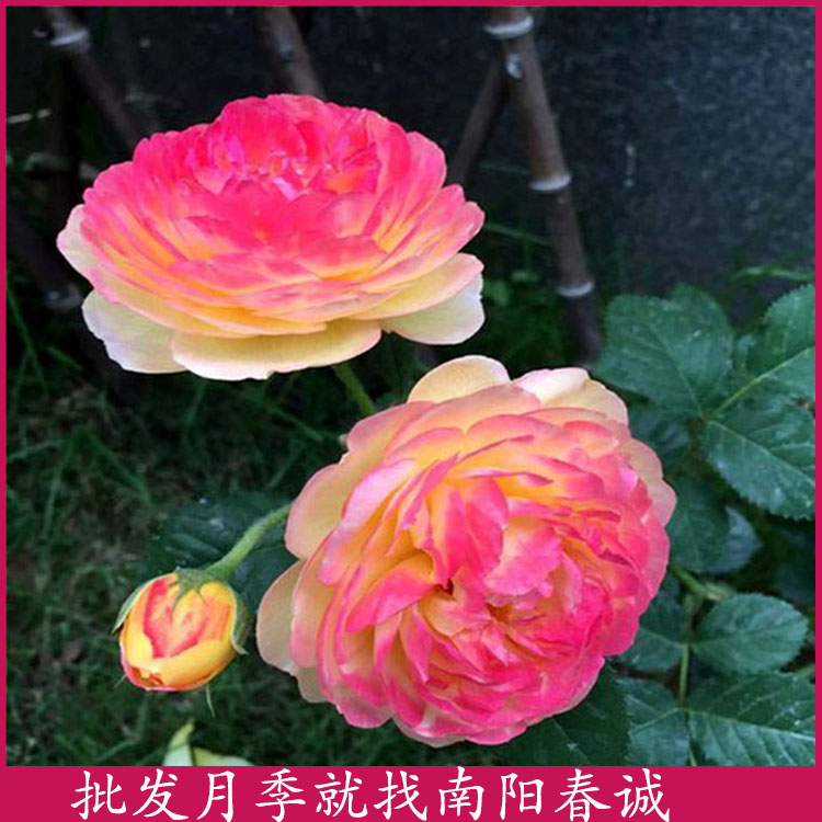 2公分*桿月季樹基地-2公分*桿月季樹-春誠萬畝苗圃直銷