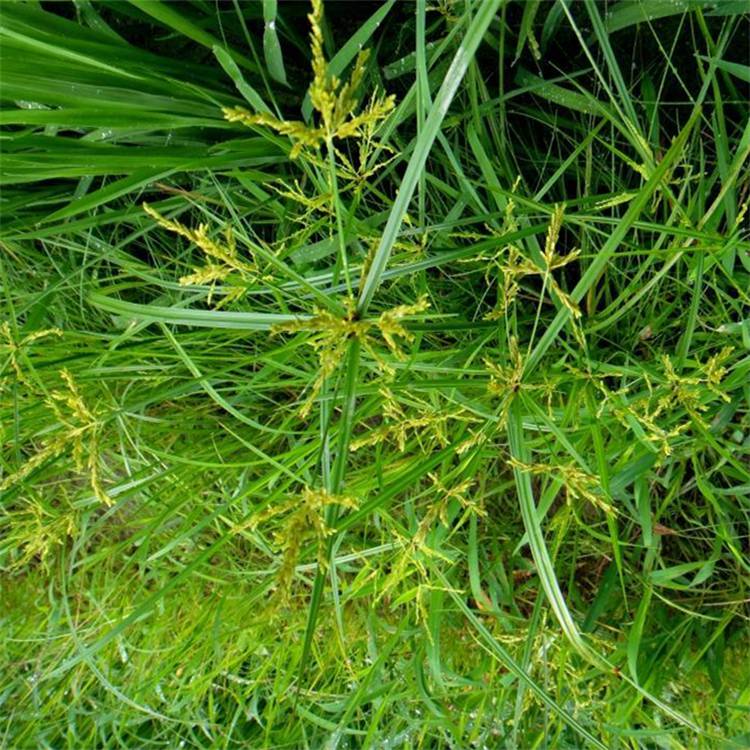 基地出售灯芯草苗木 庭院小区观赏植物 园林绿化观赏草 量大从优