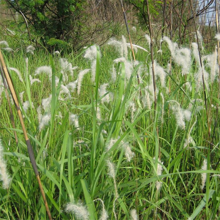 基地出售白茅苗木 庭院小区观赏植物 园林公园绿化工程苗 量大从优