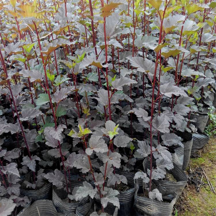 基地批發紫葉風箱果 美植袋苗 盆苗 庭院小區觀賞綠植 園林綠化工程苗 彩色綠籬