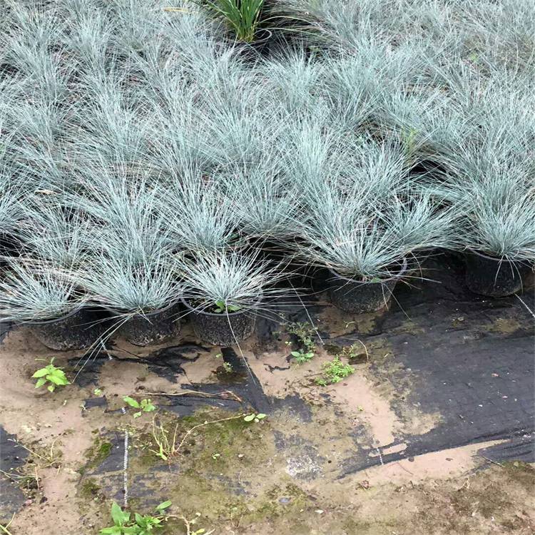 基地直供蓝羊茅 杯苗 盆苗 美植袋苗 观赏草地被植物 宿根绿植 庭院花坛观赏植物