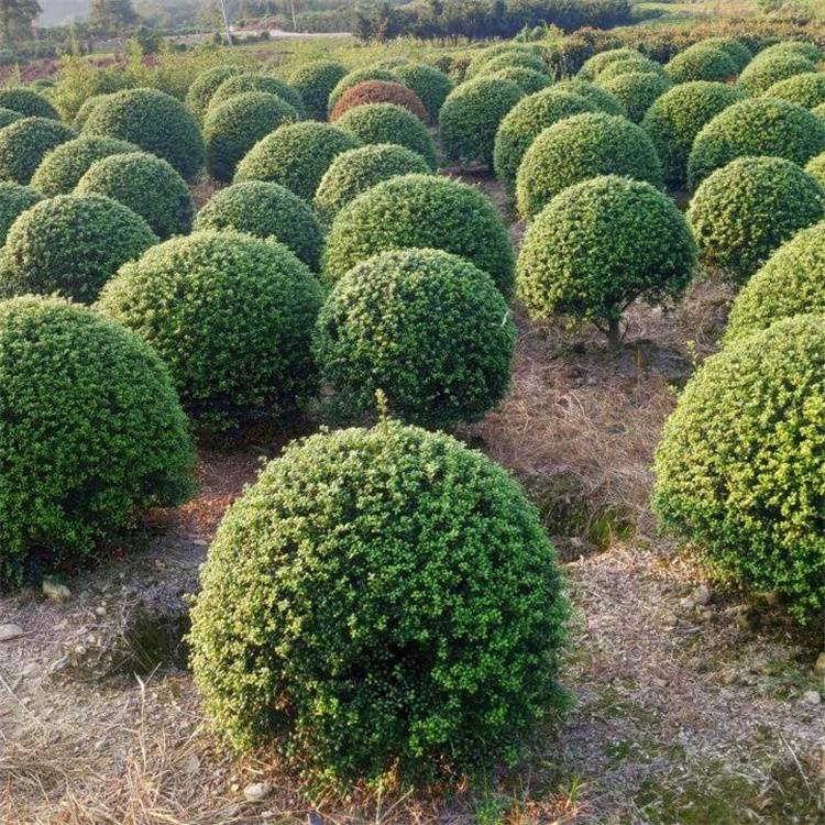 基地供应大叶黄杨球 冬青球 四季常青 耐寒常绿 观叶花植物 庭院种植