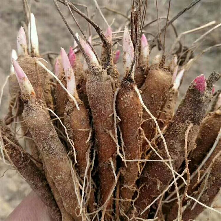 基地直销芍药花苗 庭院绿化栽培阳台盆栽观花植物宿根花卉 绿化工程花卉苗