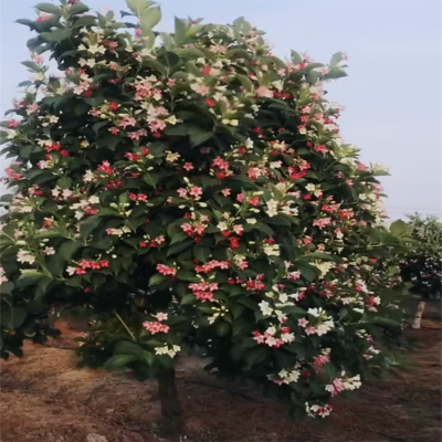 五彩锦带树 景点行道风景树苗 耐寒性好花期长生长快 五彩锦带乔木批发 价格便宜