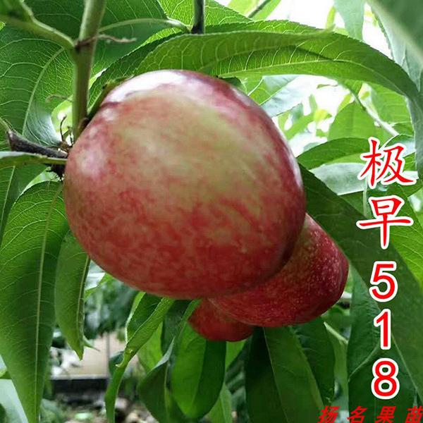 水蜜桃苗培育基地-湖北湖景蜜露水蜜桃苗-揚名苗木培育基地