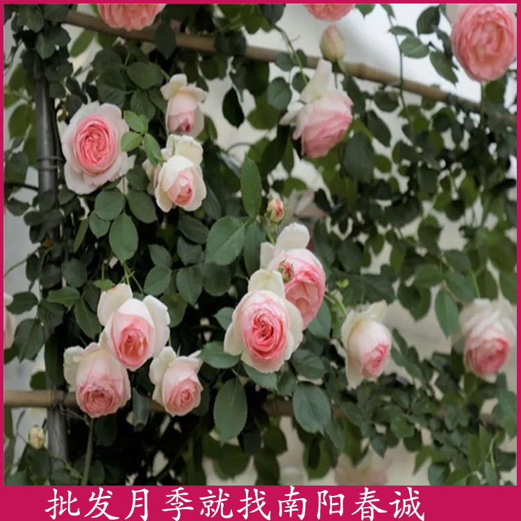 7公分藤本月季批發-南陽春誠月季基地直銷-7公分藤本月季