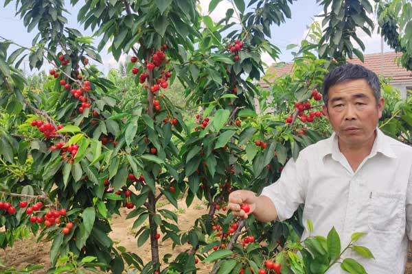 吉塞拉矮化櫻桃苗基地