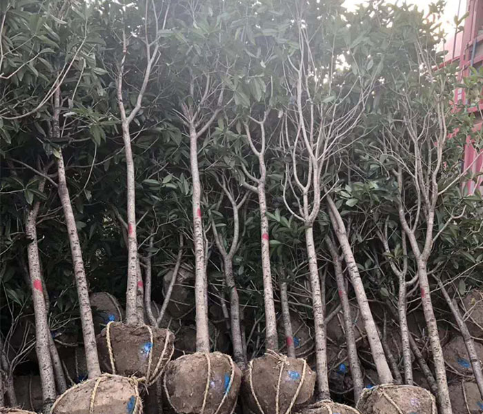 信陽(yáng)八月桂花樹(shù)-真正萬(wàn)畝花木基地的-信陽(yáng)八月桂花樹(shù)供應(yīng)