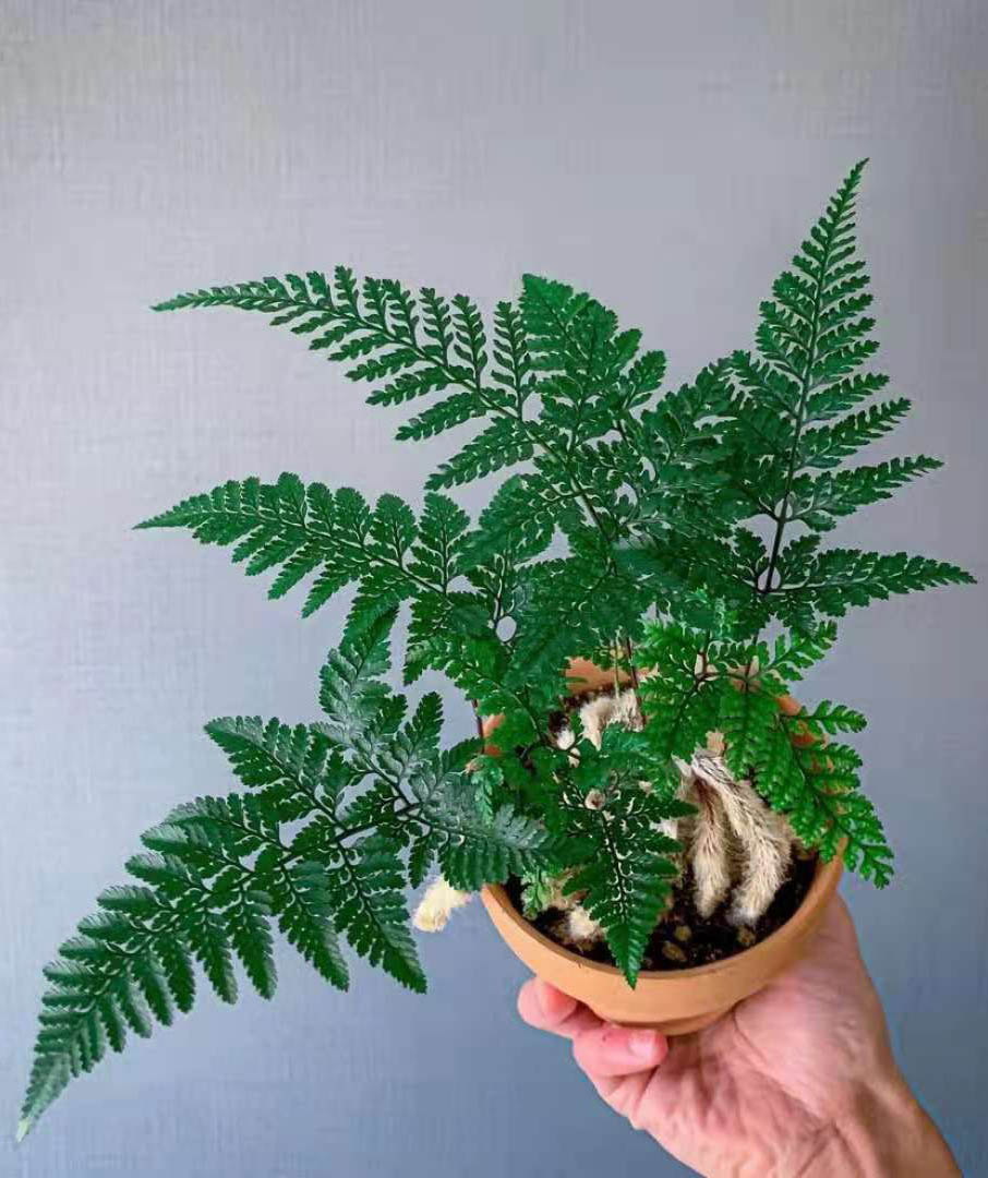 雅安植物批发_内江互联网植物平台_泸州植物租摆