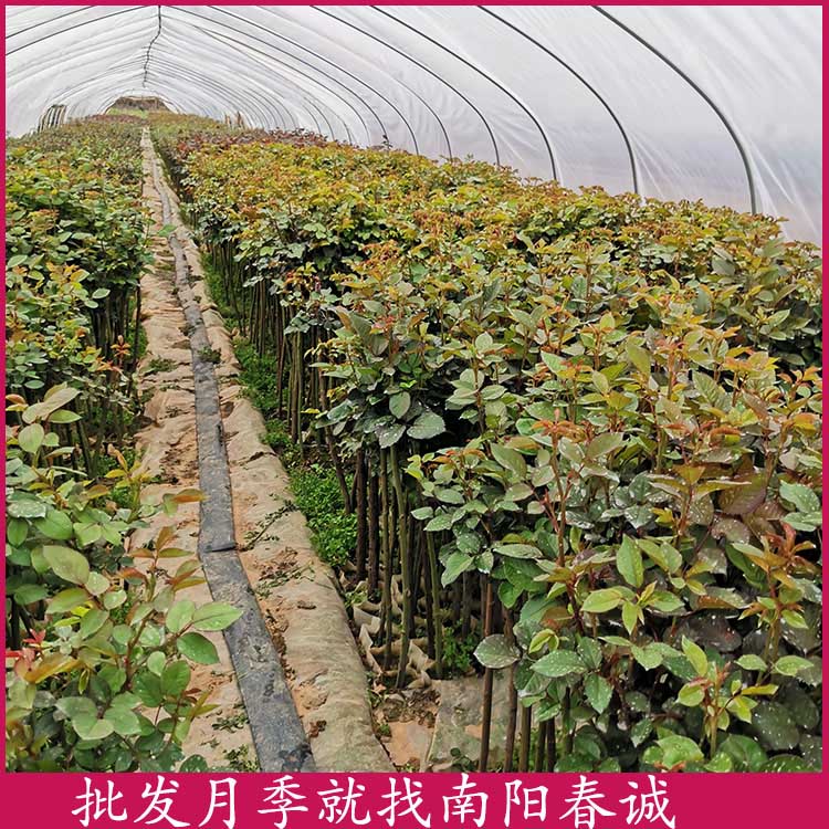 1公分棒棒糖月季樹-春誠萬畝苗圃直銷-1公分棒棒糖月季樹種植