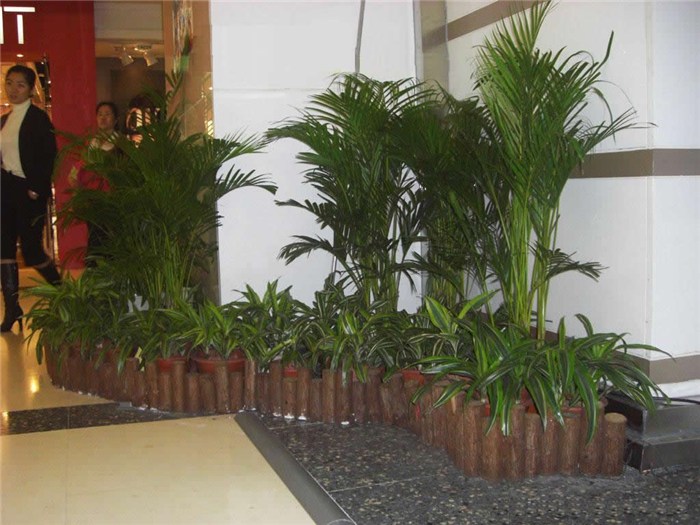 綠植租售-武昌綠植租擺-雅淳花卉租擺