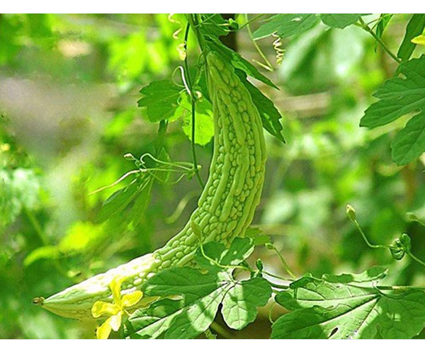 东莞石碣食材配送批发 食材配送 蔬菜基地 新鲜配送