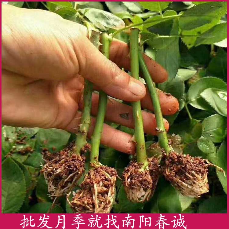 大花月季小苗-南阳春诚月季基地直销-大花月季小苗种植