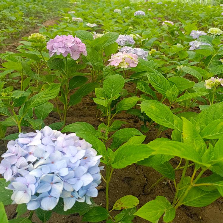 沭陽本地花苗 規格30-40-50八仙花工程苗種植價格及圖片