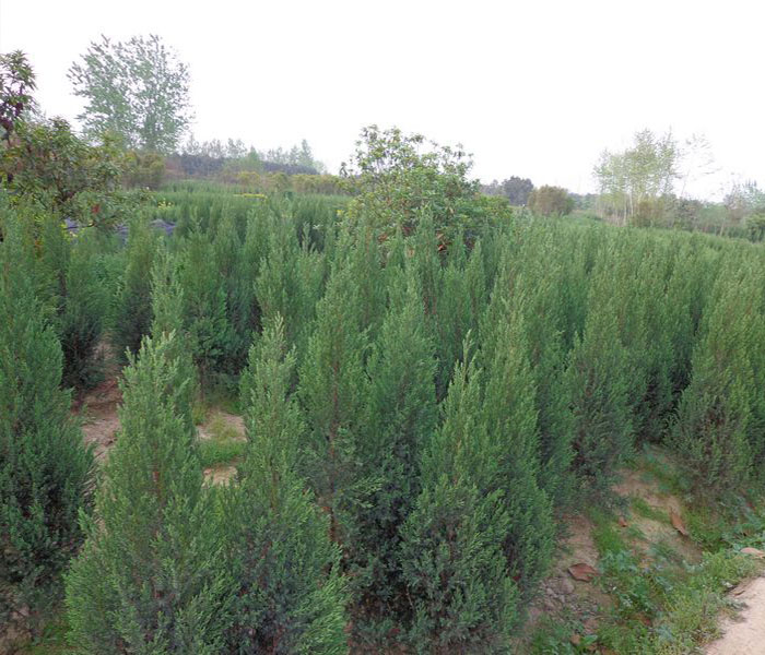 真正萬畝花木基地的-信陽1.6米高河南檜哪里有賣