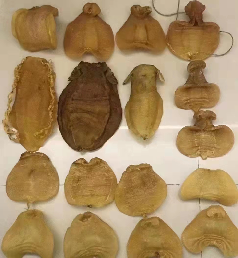 宜春回收魚膠單價