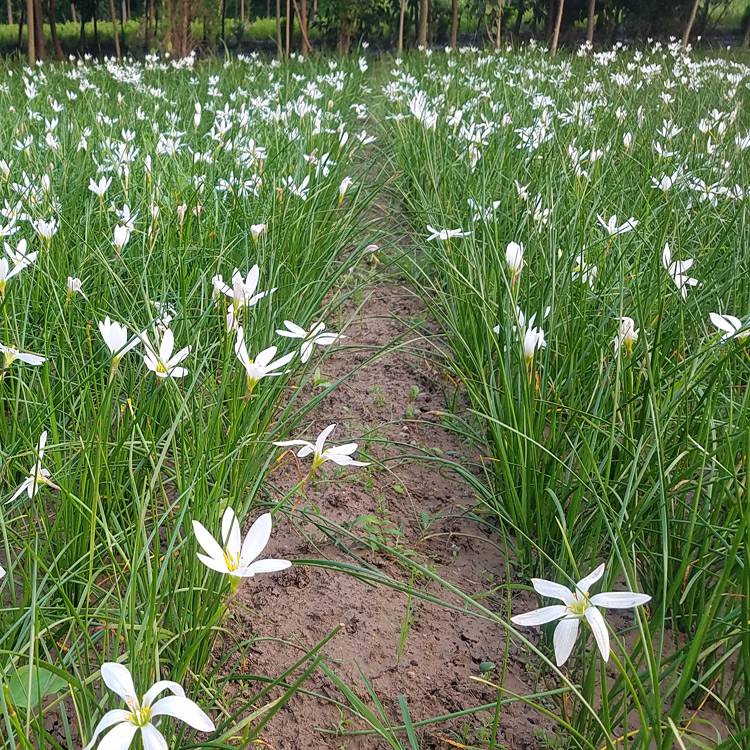 蔥蘭 蔥蘭苗 蔥蘭花 園林綠化種植蔥蘭小苗新價格