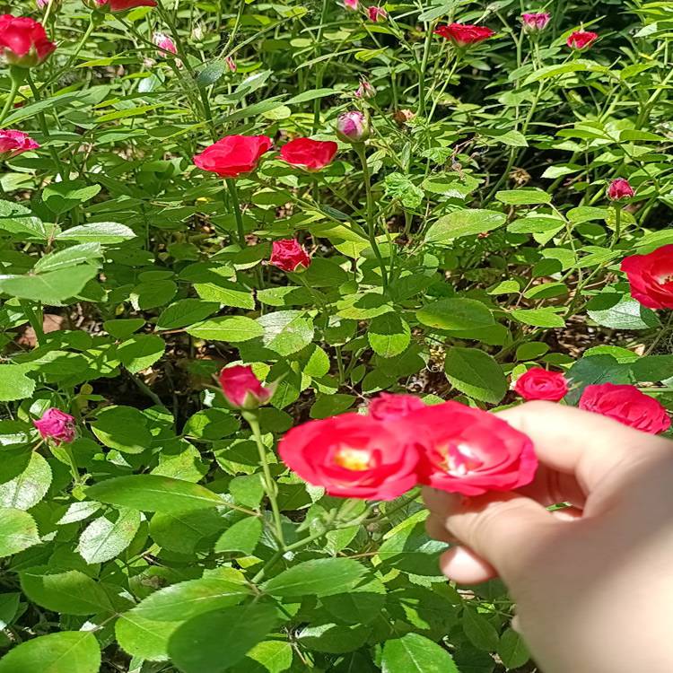園林種植花苗 40-50公分月季花品種圖片及價格