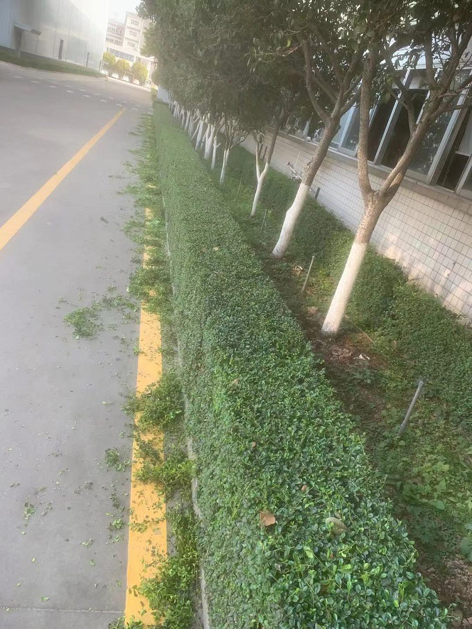 學校綠化養護-廈門綠化養護-綠之鄉服務**