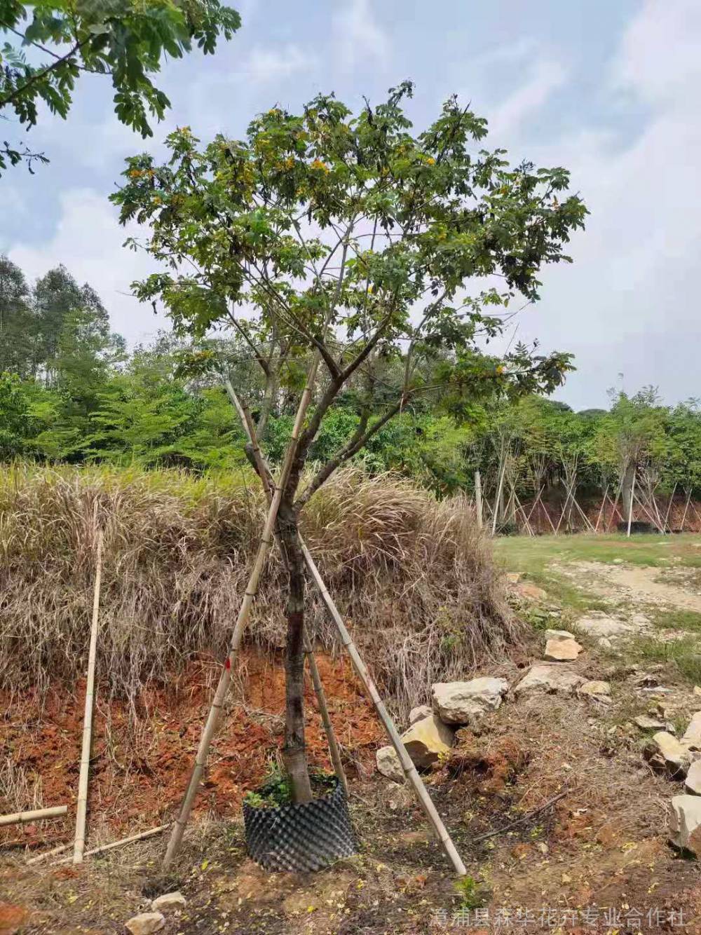 精品全冠移植黃花槐袋苗 農(nóng)戶全冠移植黃花槐發(fā)規(guī)格多桿全冠移植黃花槐容器苗全冠精品全冠移植皮榕養(yǎng)護(hù)