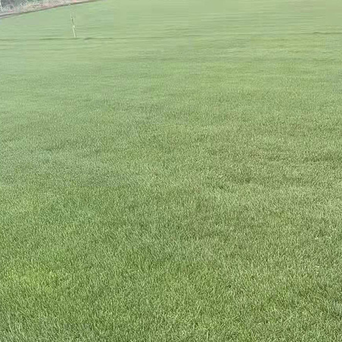 混播黑麥草草坪哪家好-安寧建勇草坪-云南昆明混播黑麥草草坪