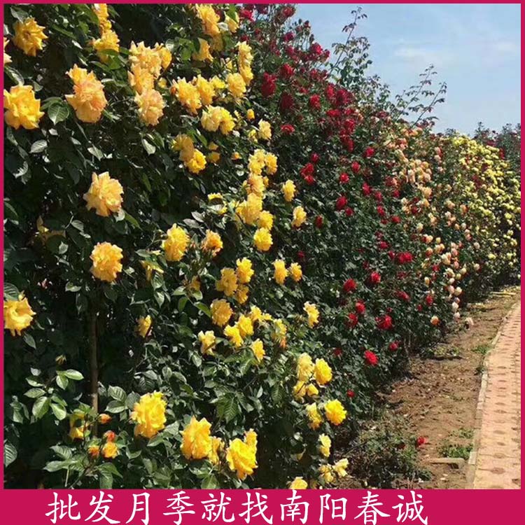 棒棒糖樹狀月季樹-春誠月季規格全-棒棒糖樹狀月季樹出售