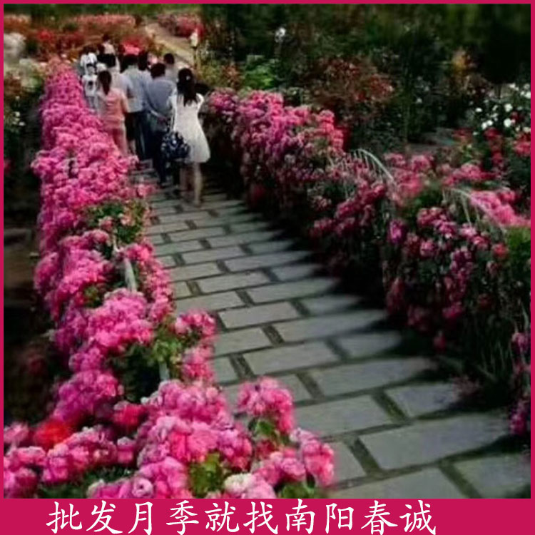 盆栽復(fù)色月季樹(shù)哪里有賣(mài)-盆栽復(fù)色月季樹(shù)-南陽(yáng)春誠(chéng)樹(shù)狀月季