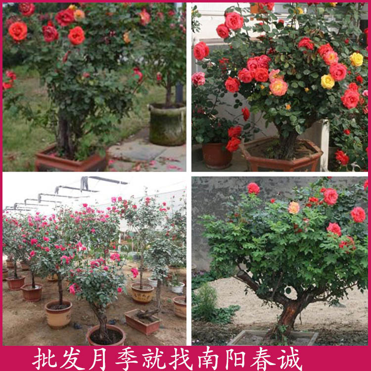 盆栽高桿月季樹哪里有賣-盆栽高桿月季樹-春誠萬畝苗圃直銷