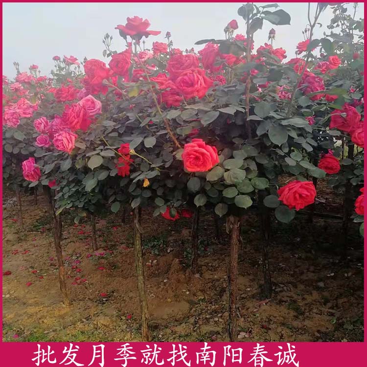3公分古樁月季種植基地-3公分古樁月季-南陽春誠月季之鄉