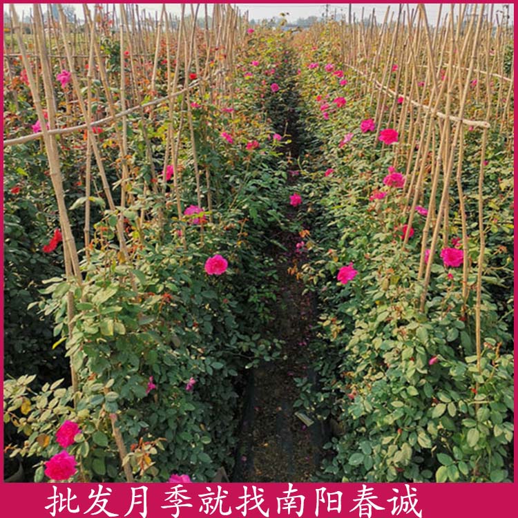 薔薇藤本月季-春誠月季規格全-薔薇藤本月季培育基地