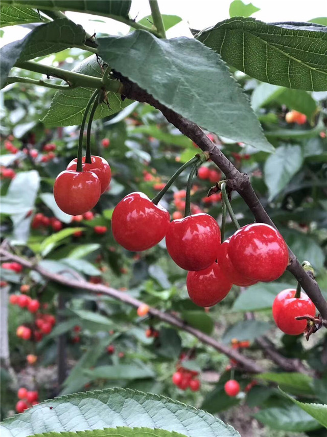 紅妃櫻桃苗批發基地-揚名苗木培育基地-云南紅妃櫻桃苗