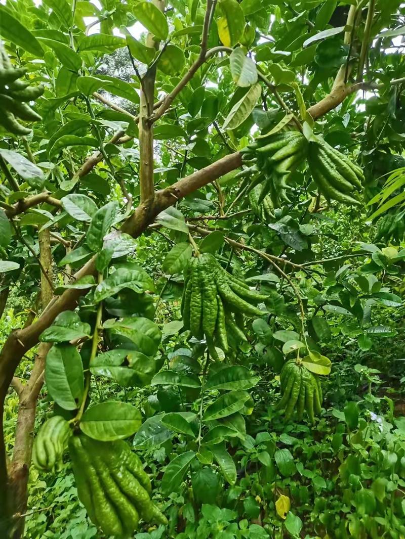 铜仁佛手柑香水是什么味道