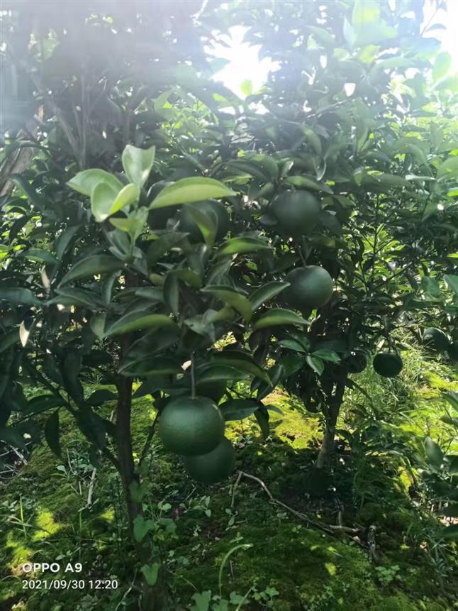 德宏枳殼種苗種植基地 免費送技術 包回購