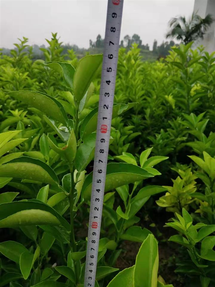 黔南枳殼苗 免費送技術 包回購