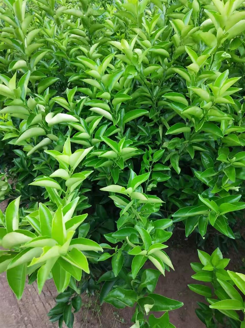 遂寧枳殼出售 免費送技術 包回購