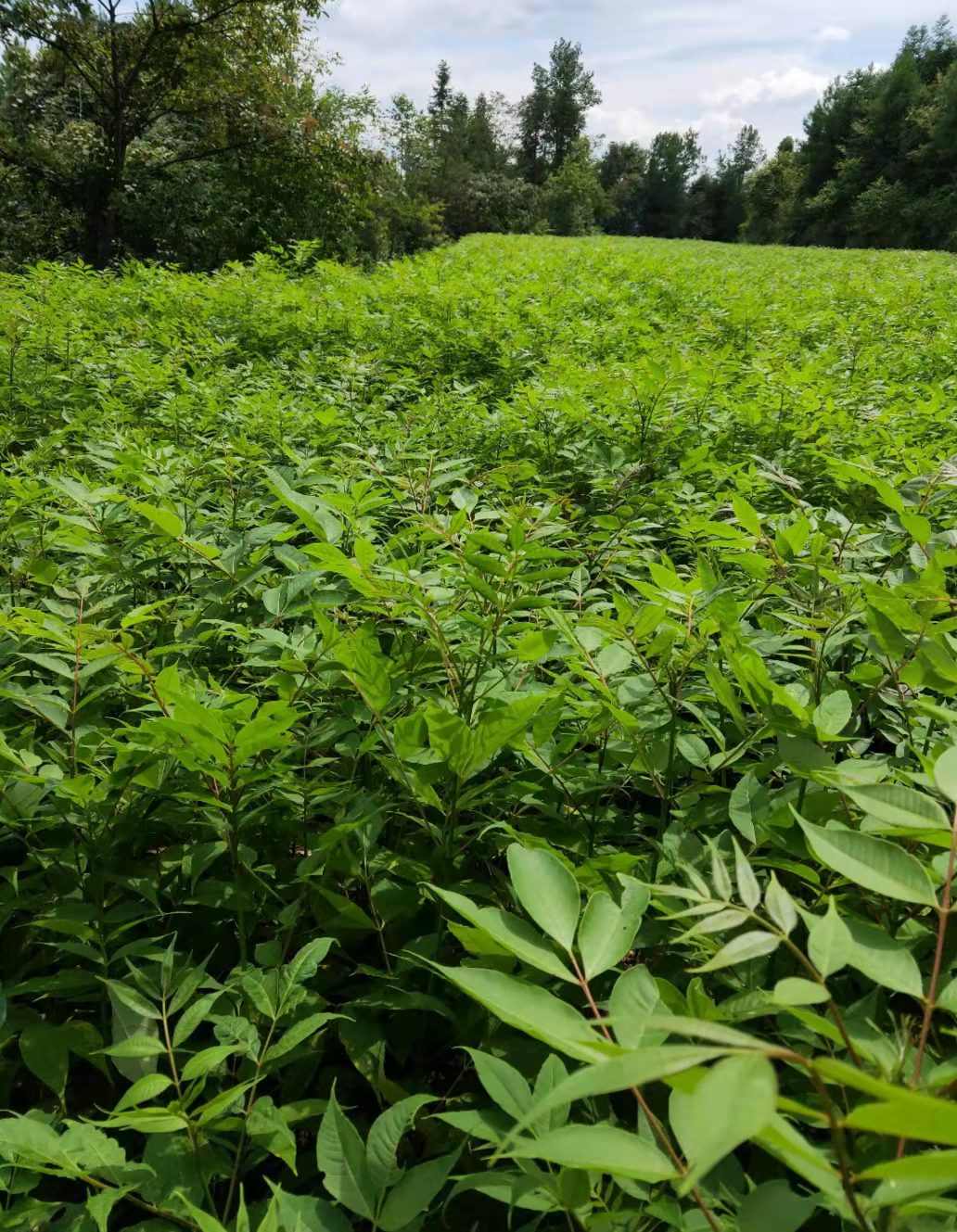 保山黄柏苗供应商