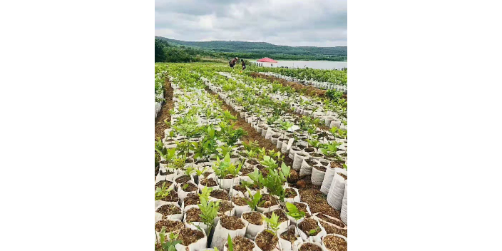 六合区碧根果苗种植技术,碧根果苗