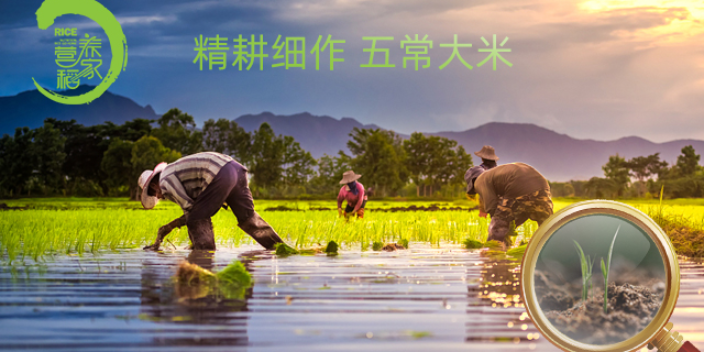 上海五常大米是什么米 真誠推薦 營養稻家供應