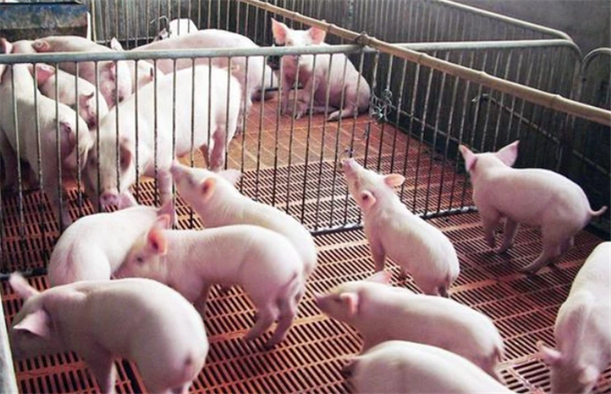 鳥飼料MARA證書辦理條件 難點克服