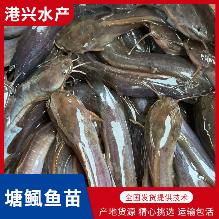 鲶鱼苗批发价格