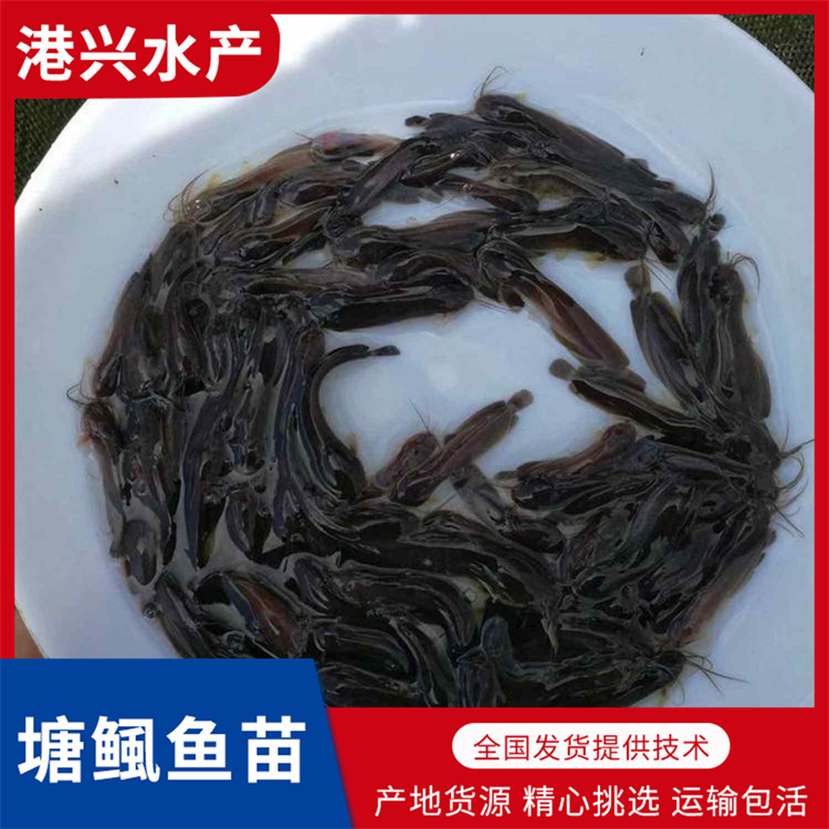 南充塘鲺魚苗養殖_淡水魚苗養殖廠家