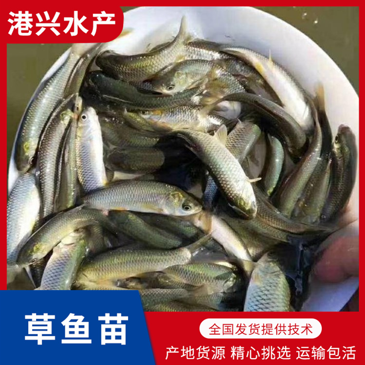 鲩鱼苗批发价格